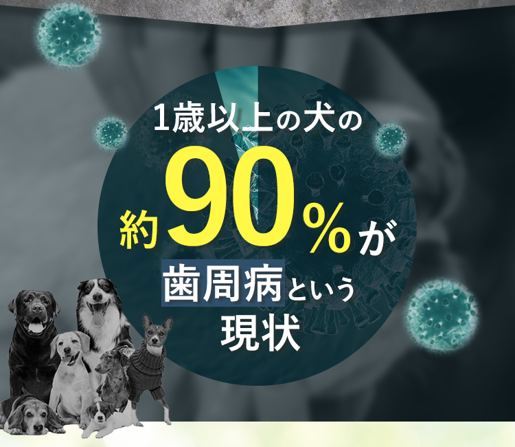 1歳以上の犬の約90%が歯周病という現状