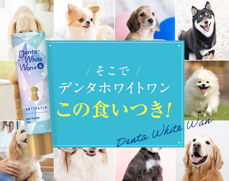 そこでデンタホワイトワン＋この食いつき！