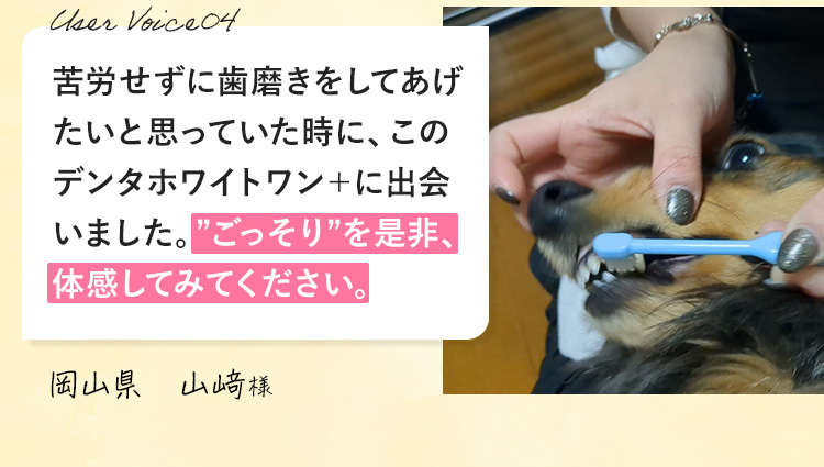 1歳以上の犬の約90%が歯周病という現状